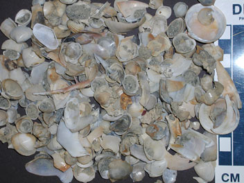 bivalves molluscs